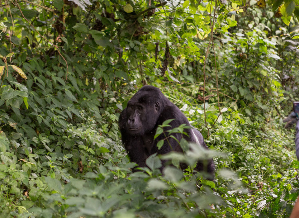 How to plan gorilla trekking in Uganda