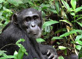 chimpanzee-tracking-vs-habituation-experience-in-uganda