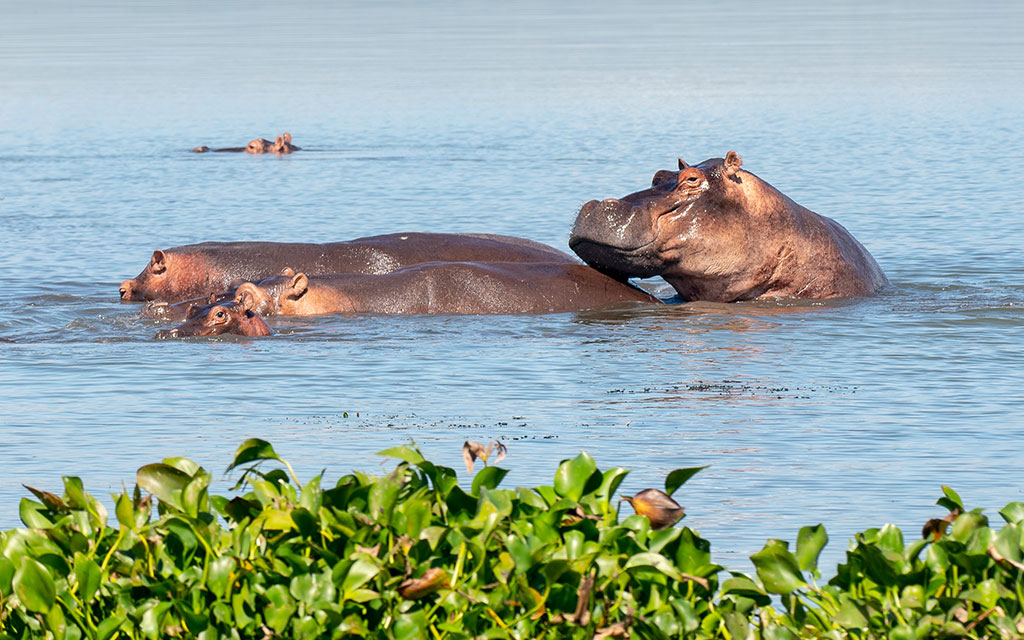 Queen Elizabeth National Park