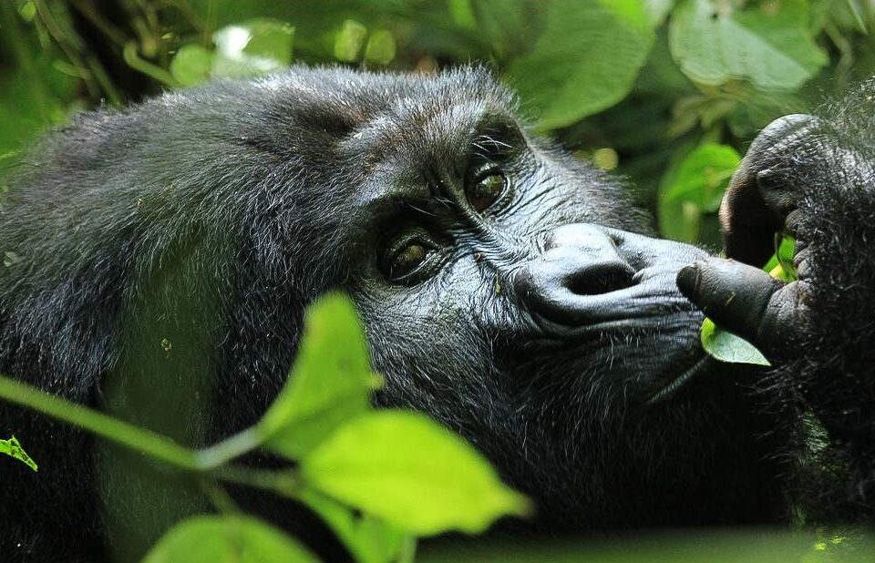Uganda-Overview
