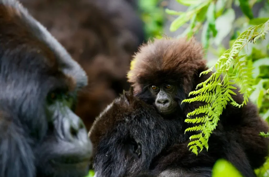 Top 10 Rwanda Adventure Activities