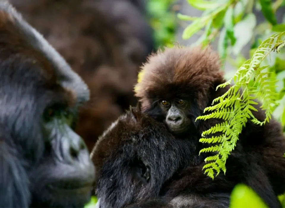 Top 10 Rwanda Adventure Activities