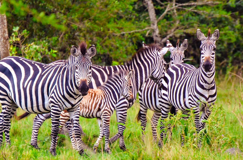 Activities in Akagera National Park