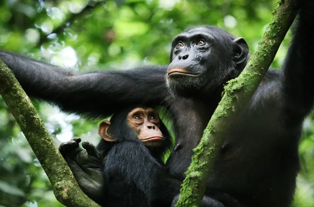 Best Time for Chimpanzee Tracking in Uganda