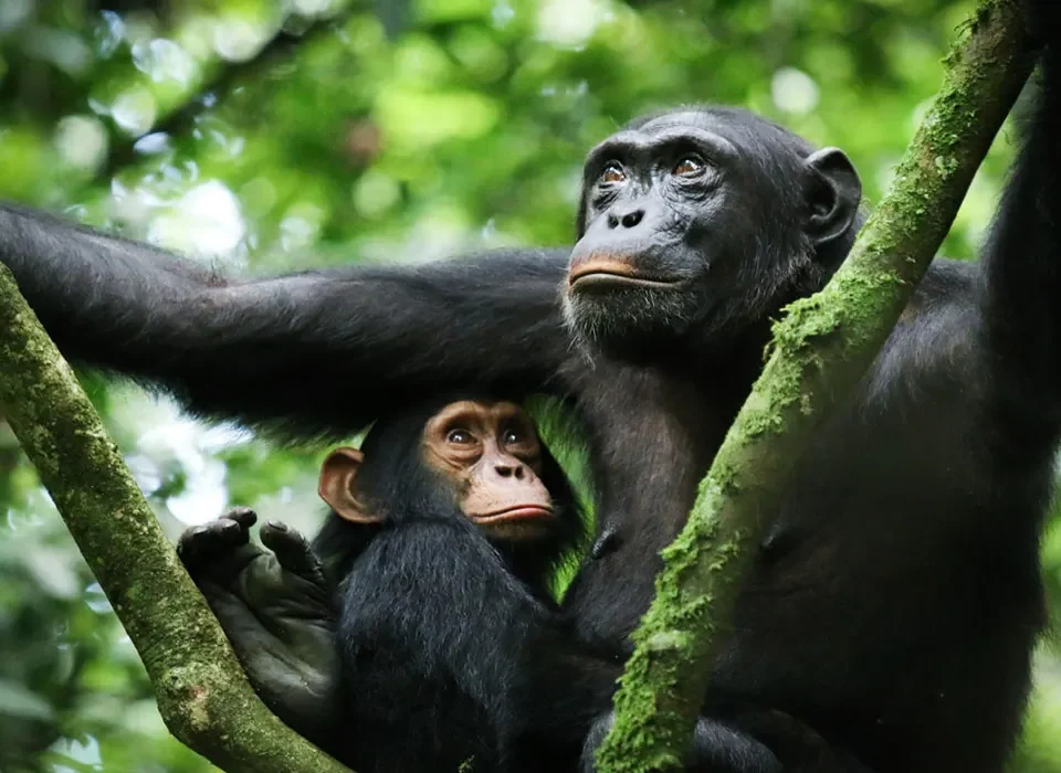 Best Time for Chimpanzee Tracking in Uganda