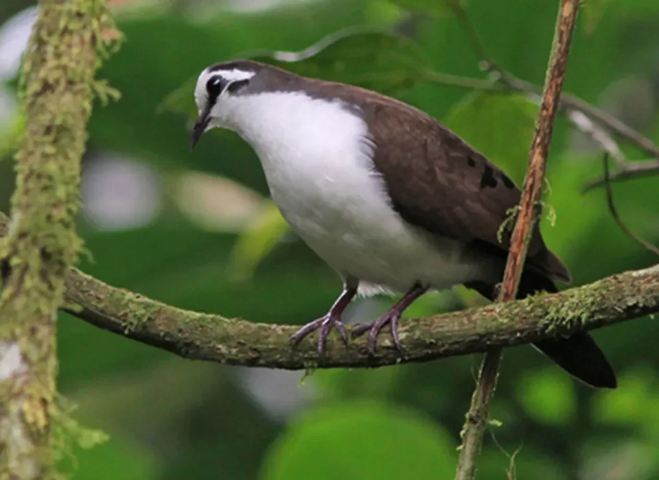 Bird Watching in Bwindi Impenetrable National Park