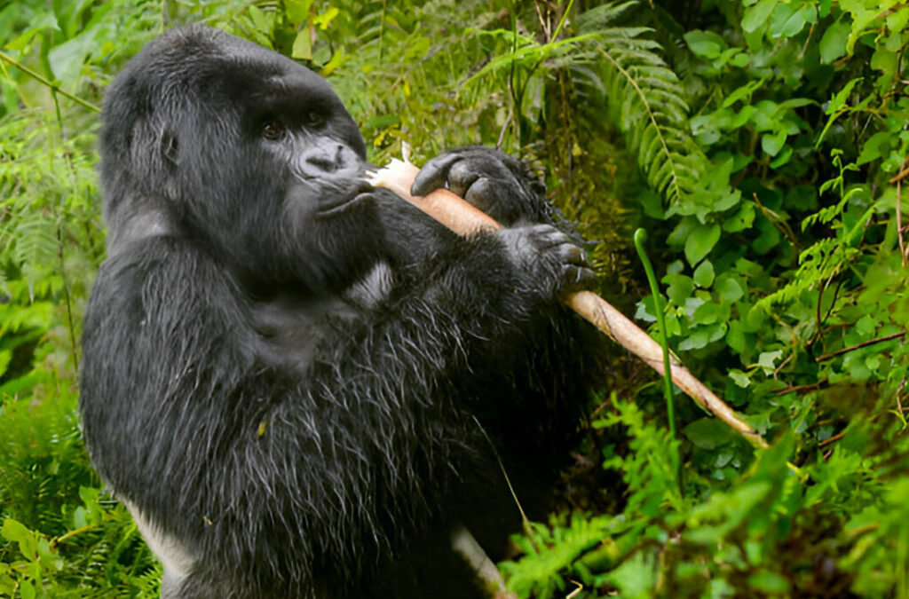 Best Sectors for a Double Gorilla Trekking Experience in Bwindi