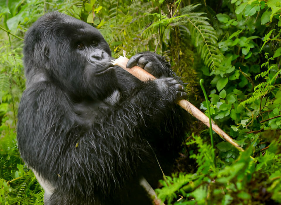 Best Sectors for a Double Gorilla Trekking Experience in Bwindi