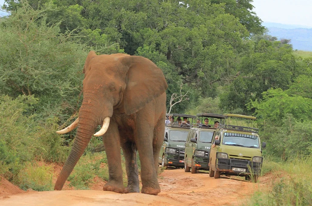Elephant Behaviours in Queen Elizabeth National Park