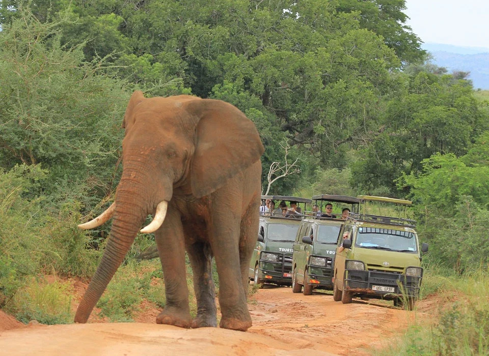 Elephant Behaviours in Queen Elizabeth National Park