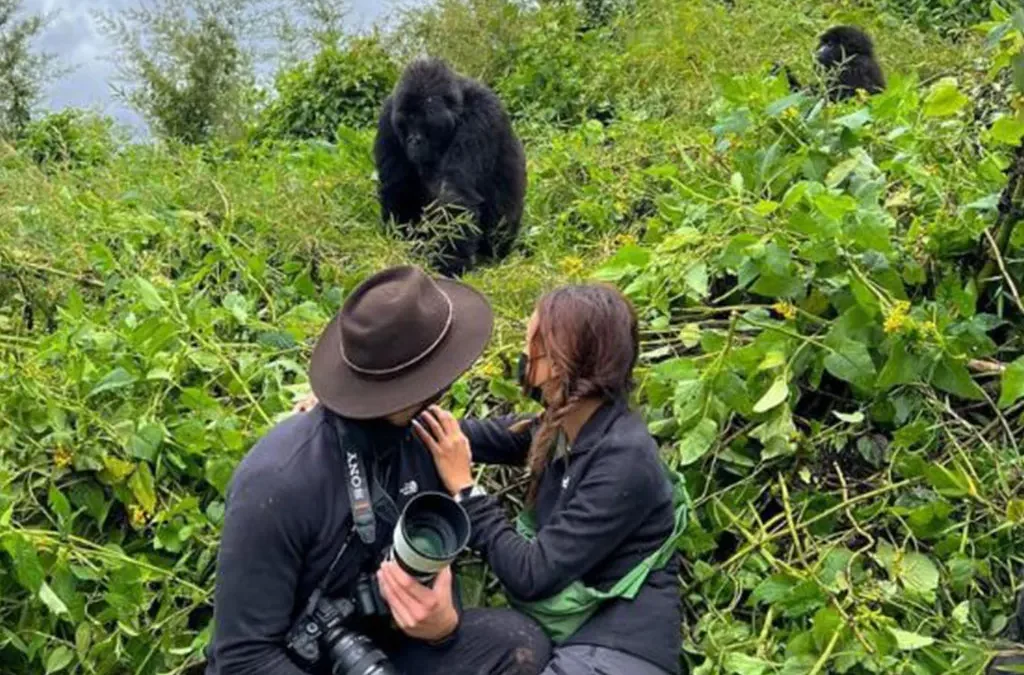 What Is the Best Gorilla Family to See in Rwanda?