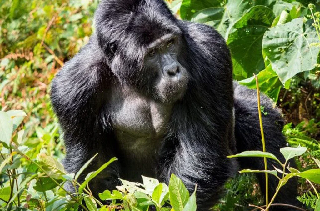 Gorilla Trekking Sectors in Bwindi Impenetrable National Park