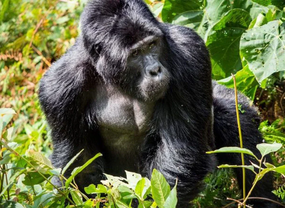 Gorilla Trekking Sectors in Bwindi Impenetrable National Park