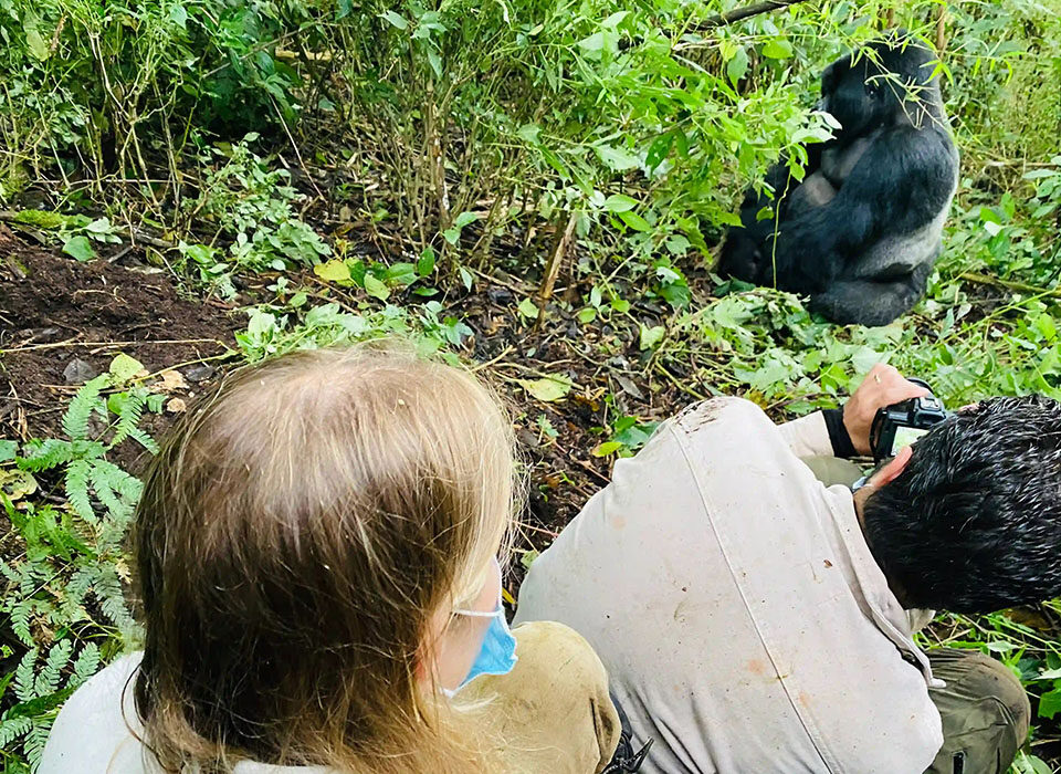 How the Gorilla Trekking Process Is Done