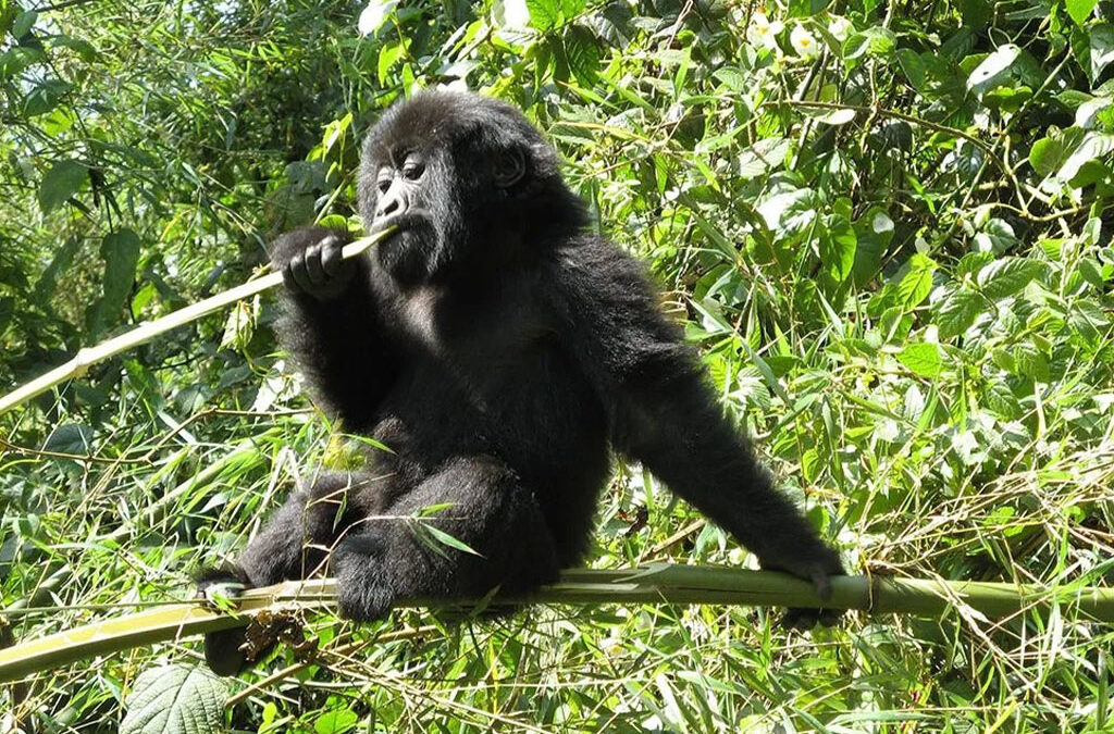 Gorilla Families in Rushaga Sector of Bwindi Impenetrable National Park