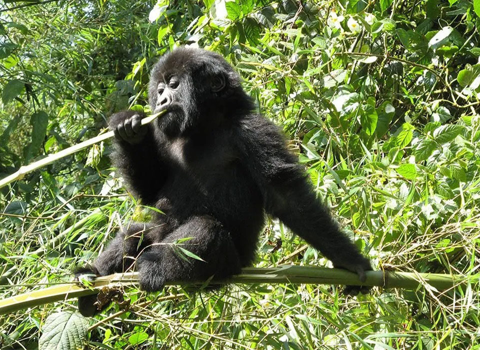 Gorilla Families in Rushaga Sector of Bwindi Impenetrable National Park