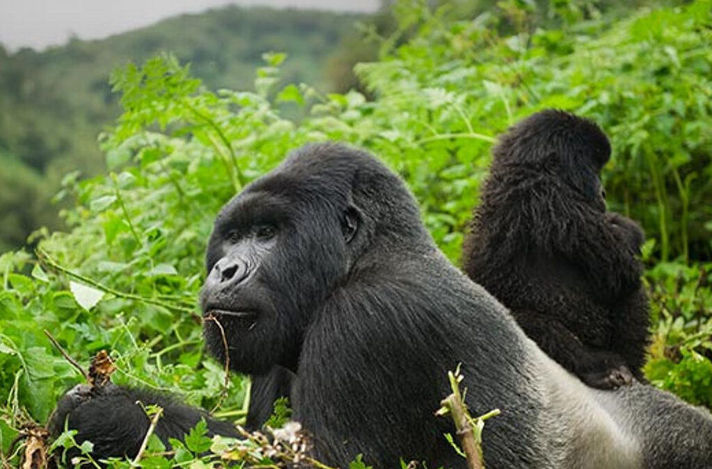 how-safe-is-gorilla-trekking