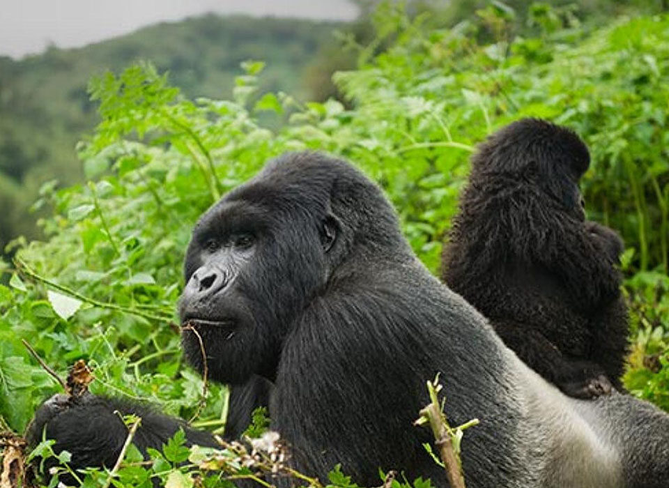 how-safe-is-gorilla-trekking