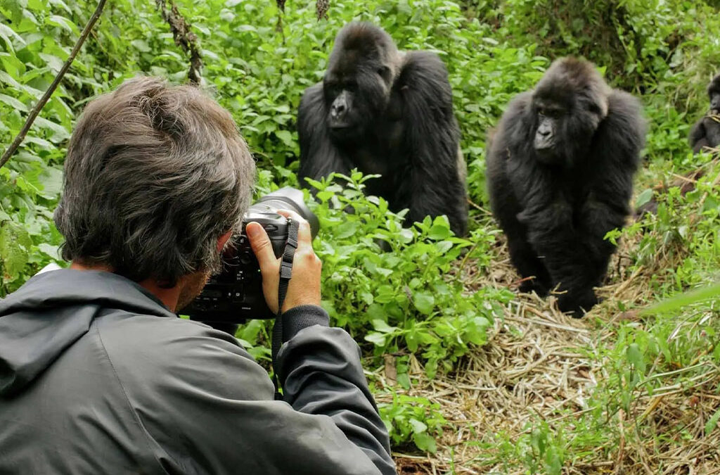 How Close Can I Get to the Gorillas