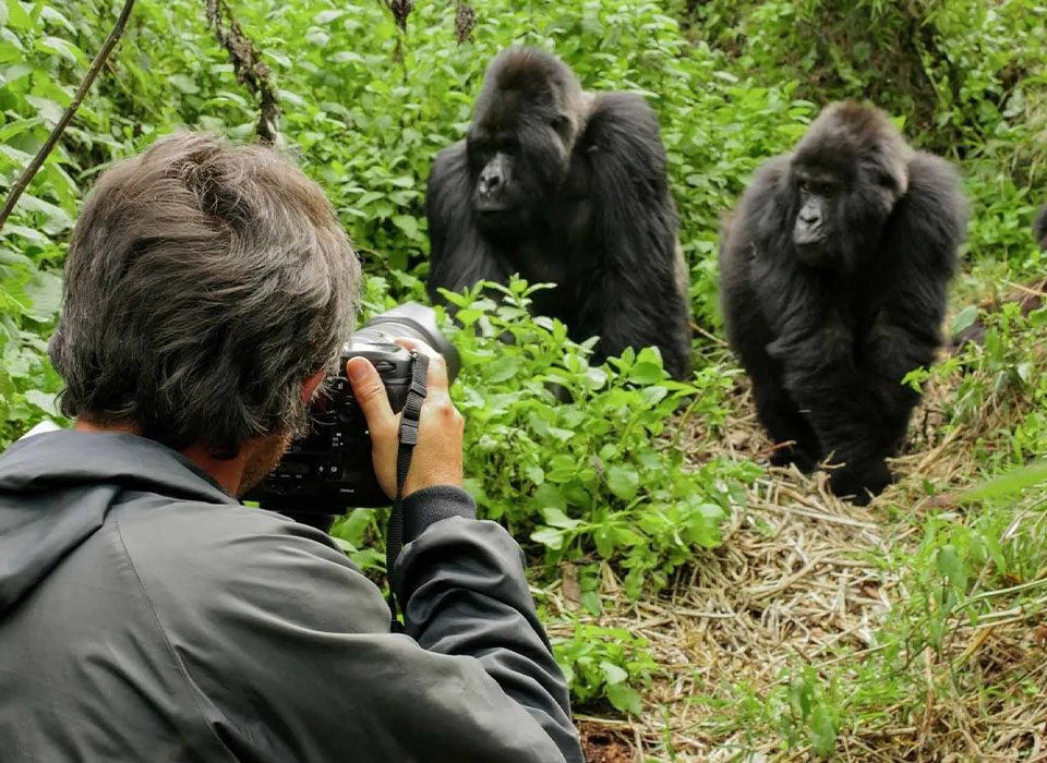 How Close Can I Get to the Gorillas