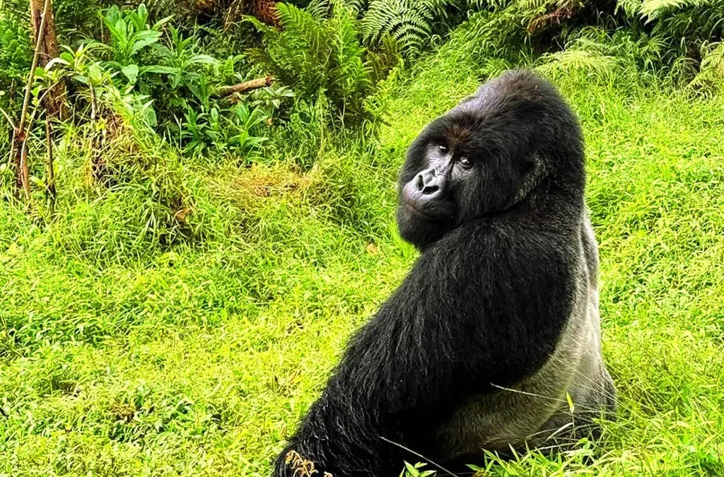 Gorilla Trekking in Uganda