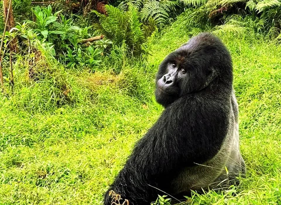 Gorilla Trekking in Uganda