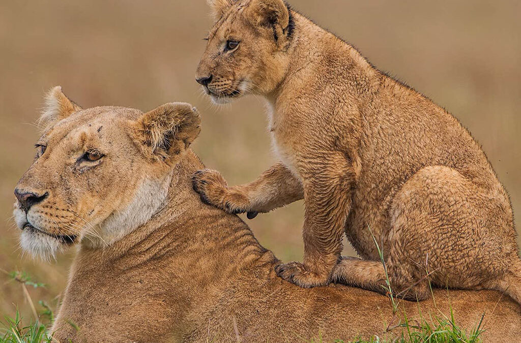 Why the Masai Mara Tops Every Kenya Itinerary