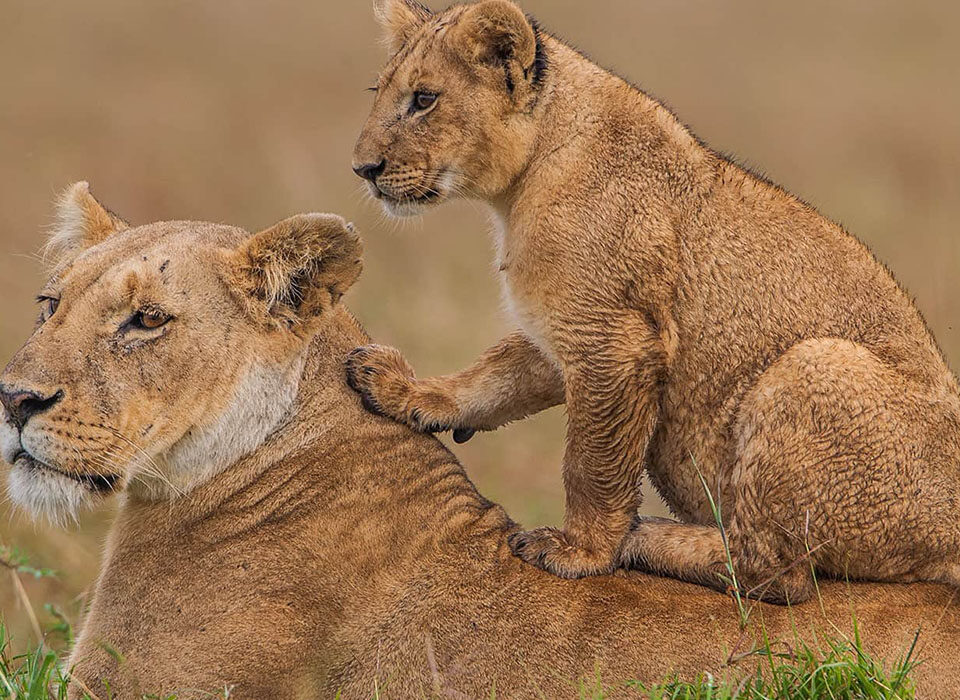 Why the Masai Mara Tops Every Kenya Itinerary