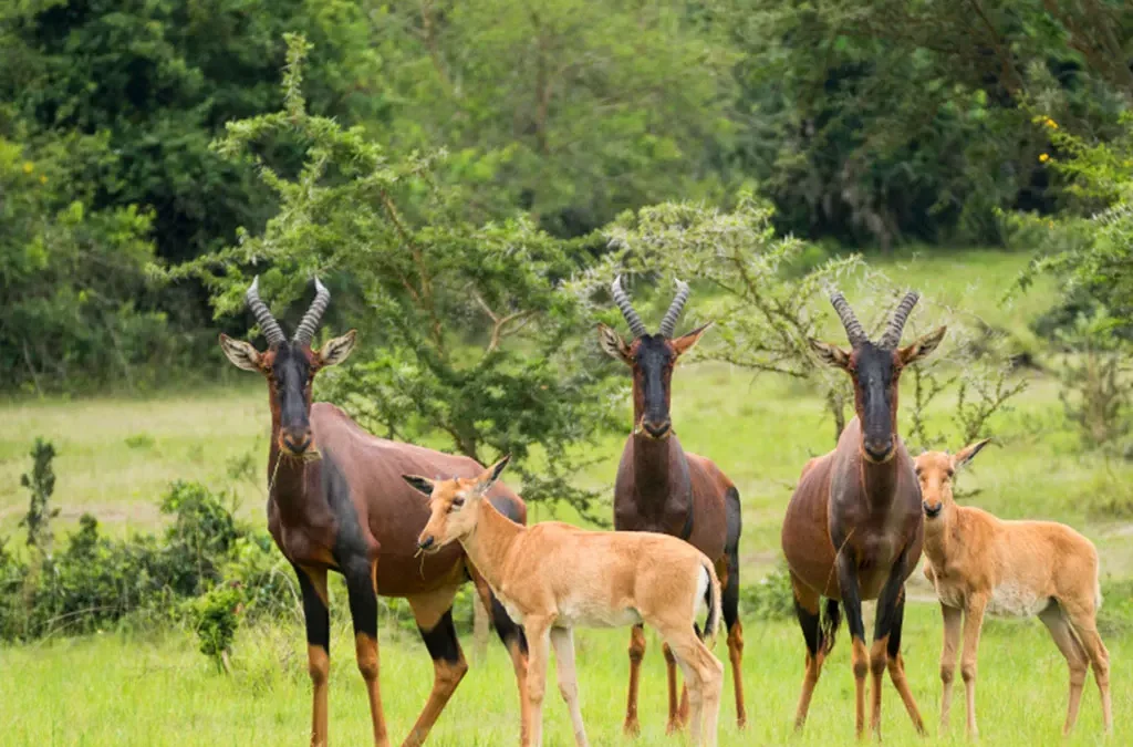 Frequently Asked Questions About Lake Mburo National Park