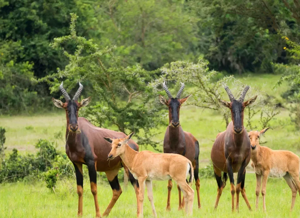 Frequently Asked Questions About Lake Mburo National Park