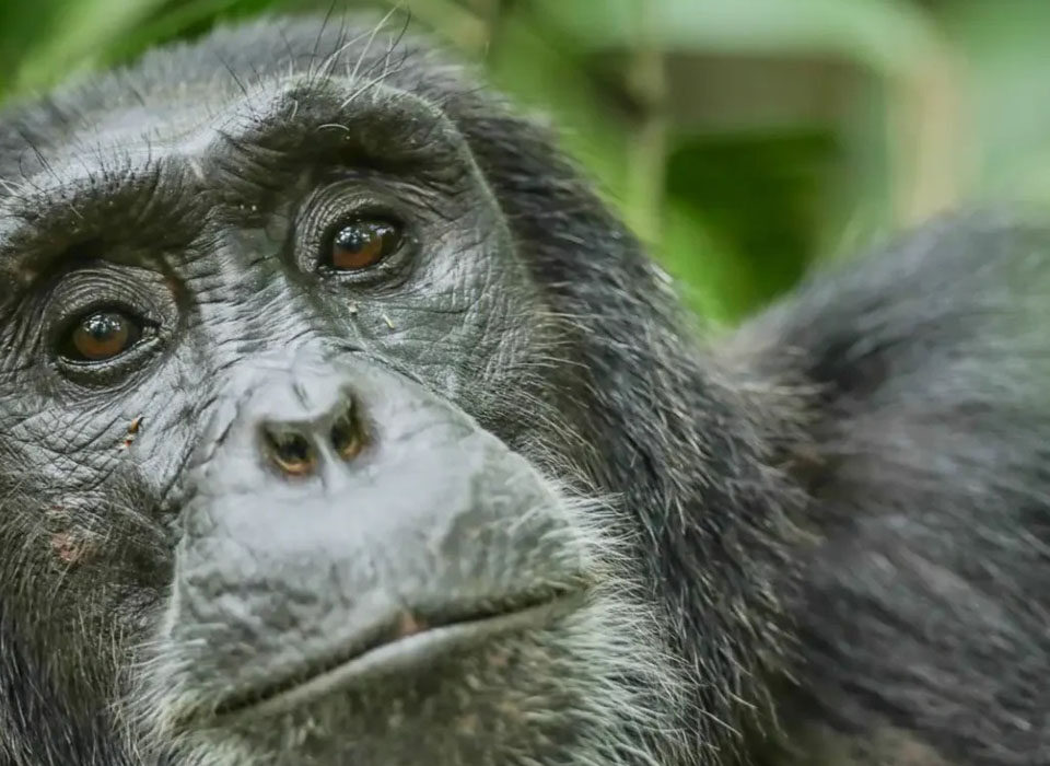 Peak Season Gorilla Trekking Safari