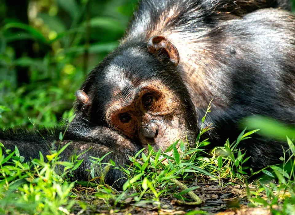 Rwanda Gorilla and Chimpanzee Trekking Adventure