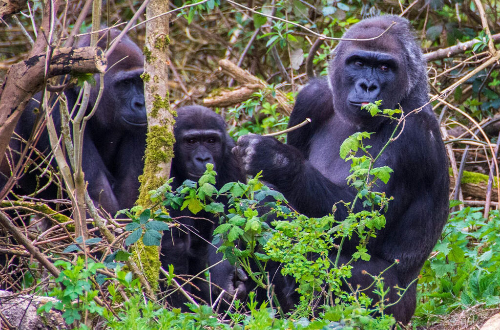 The Benefits of Gorilla Trekking for Conservation
