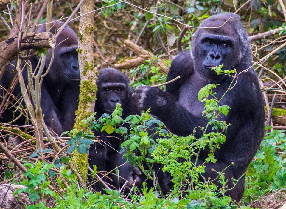 The Benefits of Gorilla Trekking for Conservation