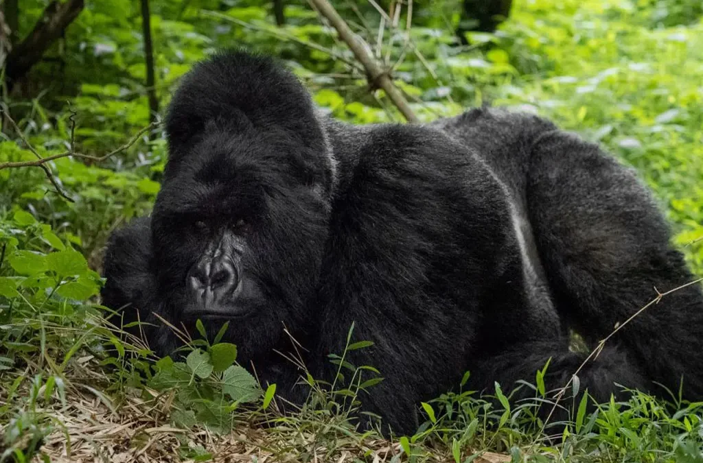 Nyakagezi Gorilla Family in Mgahinga Gorilla National Park