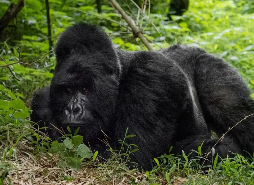 Nyakagezi Gorilla Family in Mgahinga Gorilla National Park