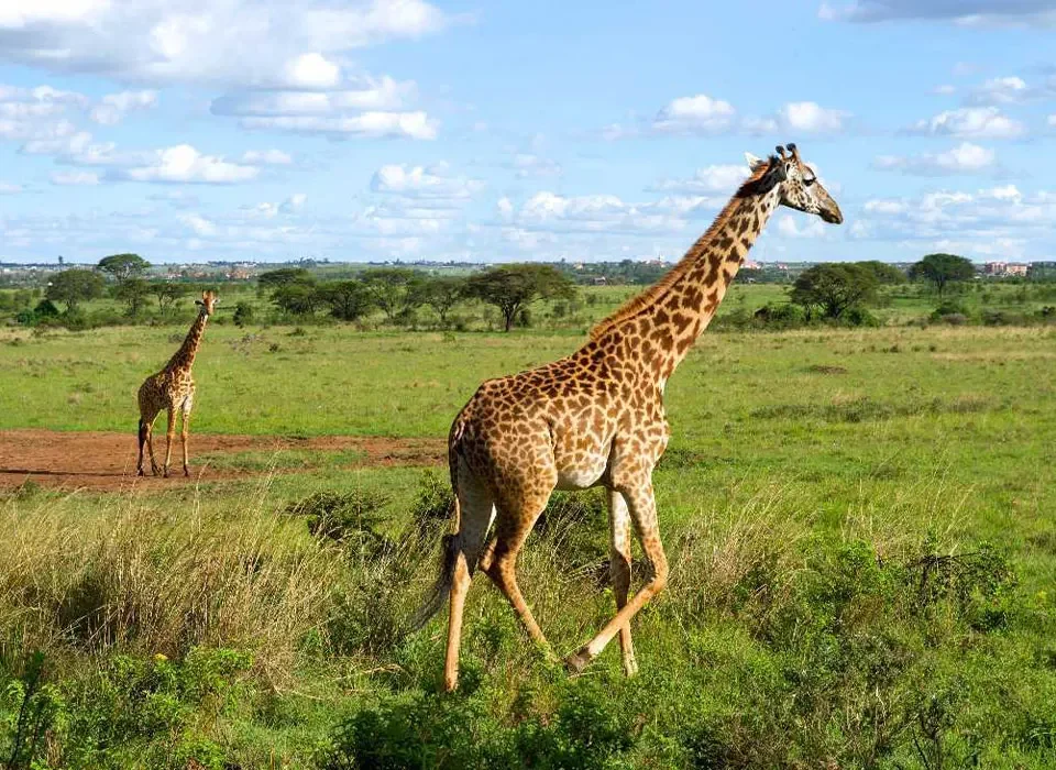 Top Things to Do in Nairobi