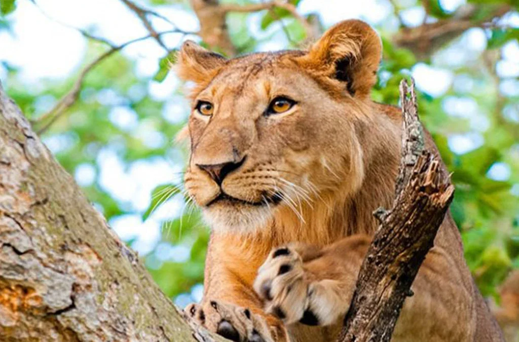 ree-Climbing Lions in Ishasha, Queen Elizabeth National Park