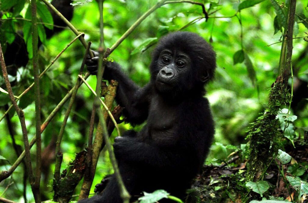 Why Buy Gorilla Permits in Advance?