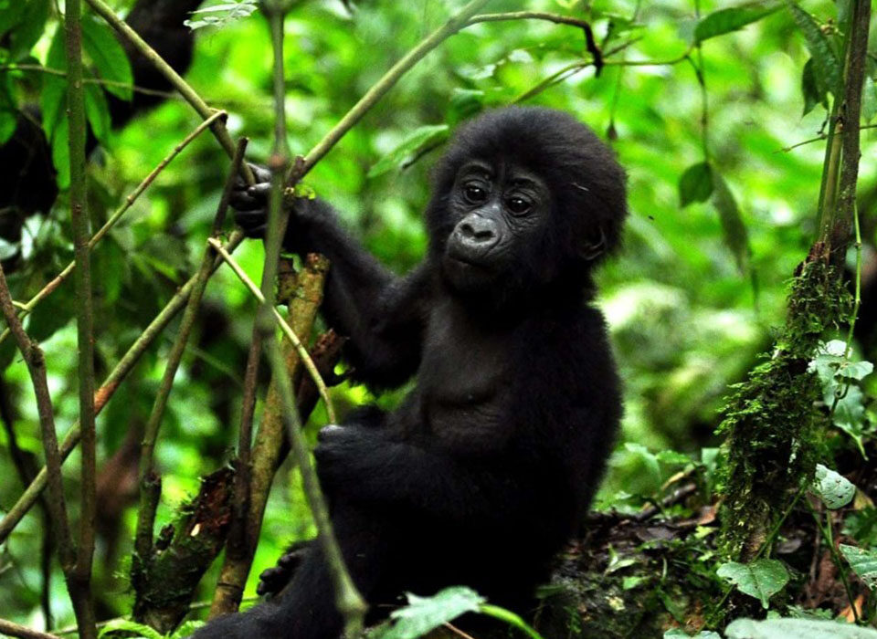Why Buy Gorilla Permits in Advance?