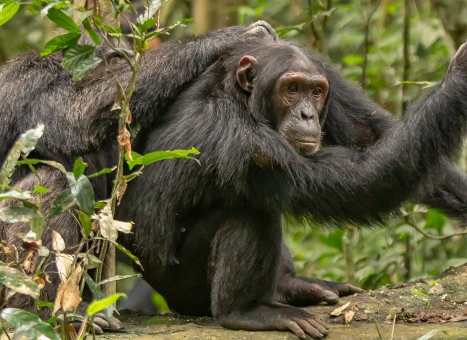 Chimpanzee Trekking in Kibale Forest