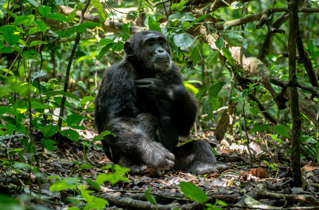 Chimpanzee Tracking in Kalinzu Forest