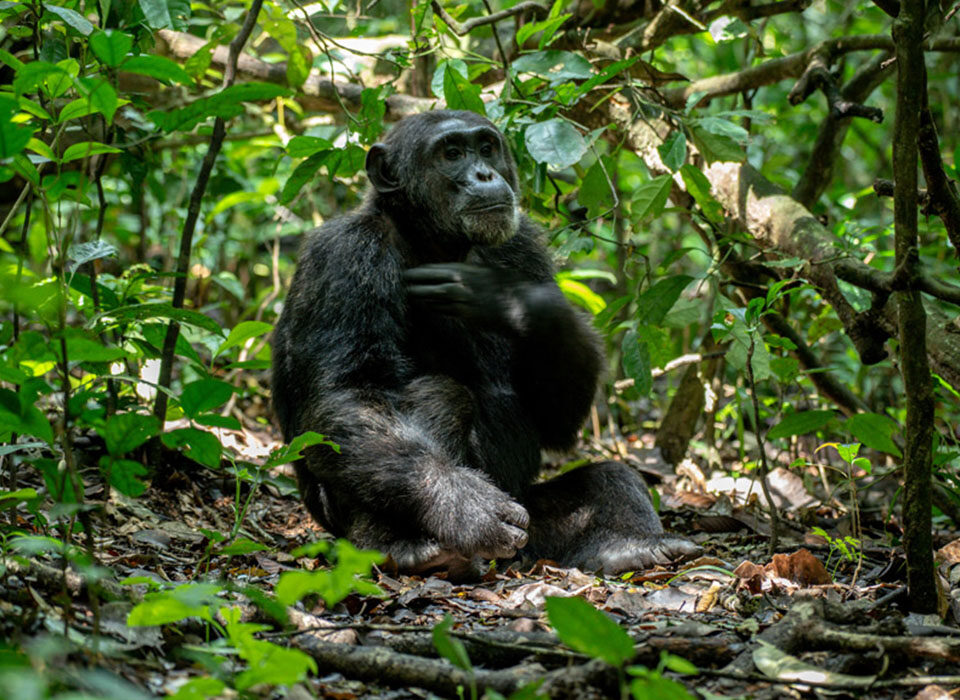 Chimpanzee Tracking in Kalinzu Forest