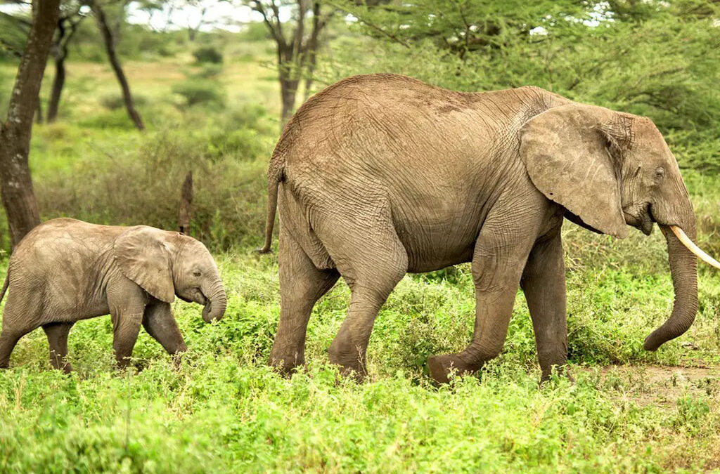 Facts About Elephants in Akagera National Park