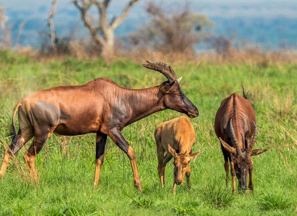 Queen Elizabeth National Park facts