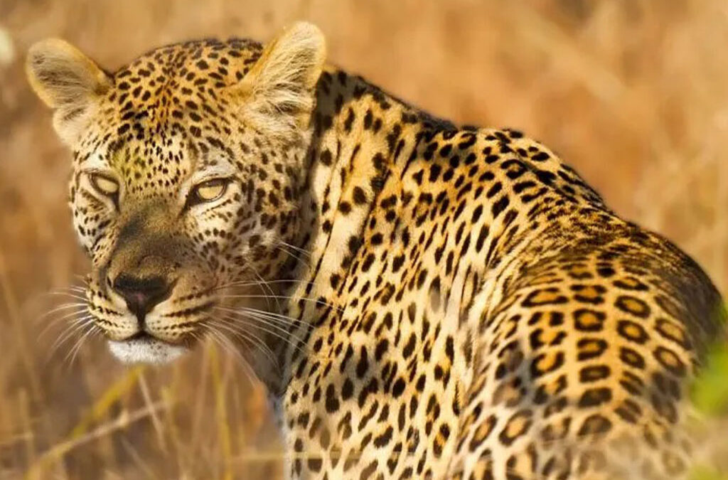 Interesting Facts About Leopards