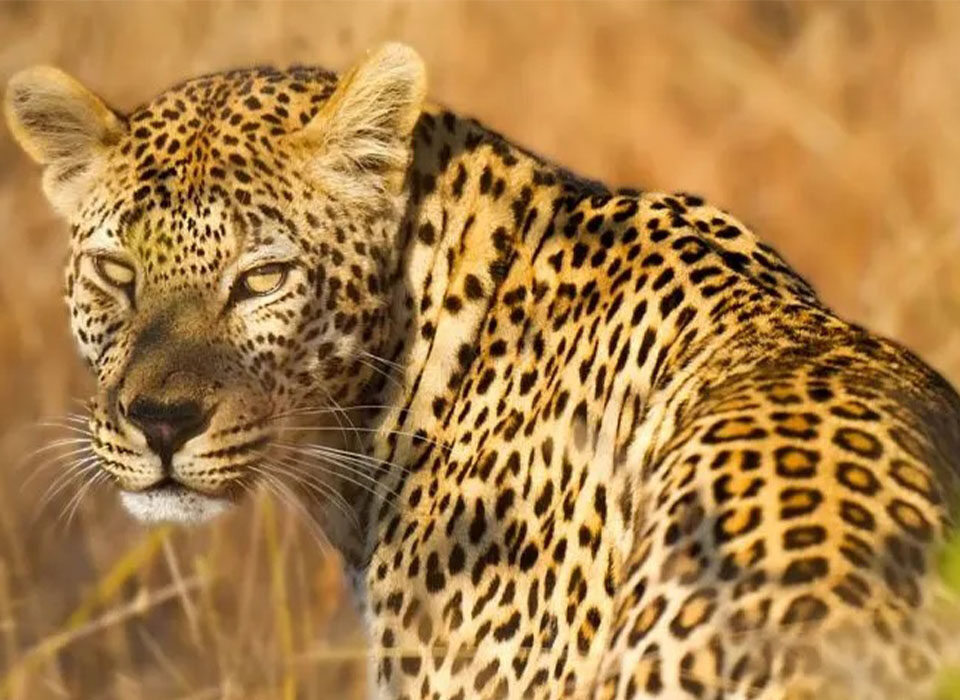 Interesting Facts About Leopards