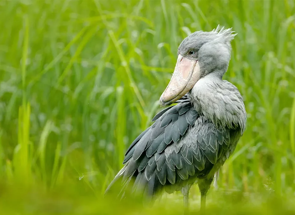 Majestic Shoebill Breeding Marvels at Mabamba Swamp
