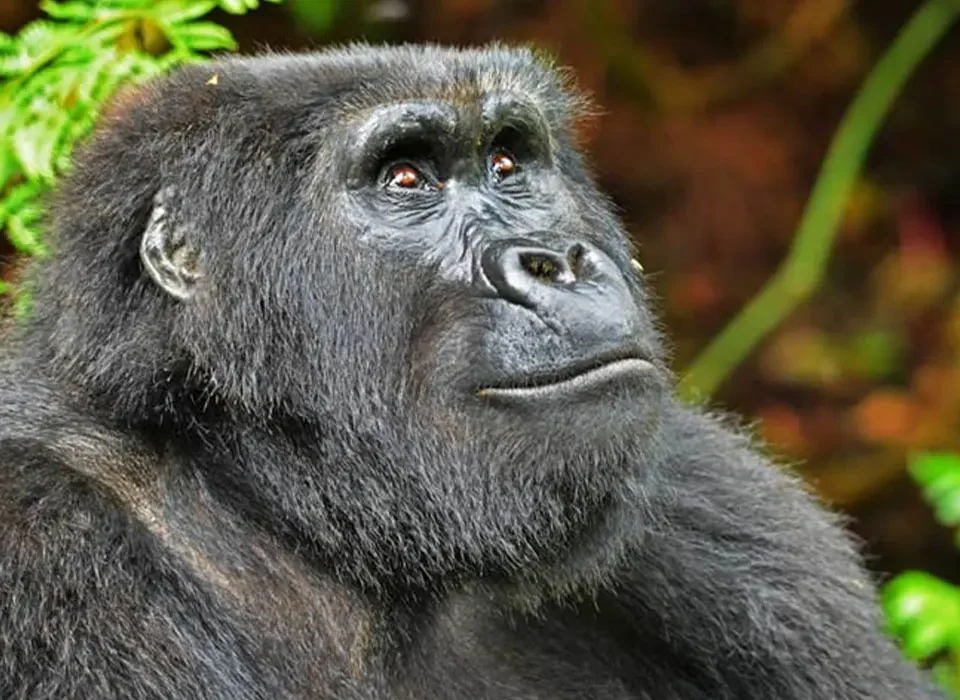What You Need for a Memorable Gorilla Experience in Uganda