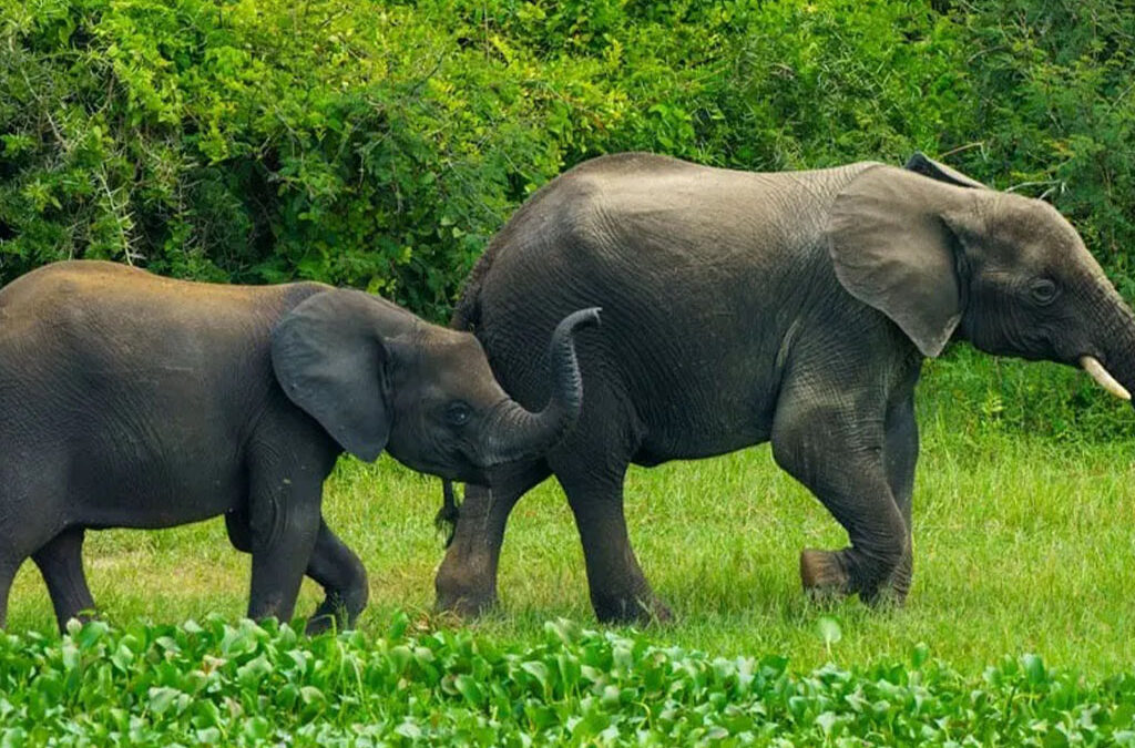 Ultimate Uganda Wildlife Safari Guide
